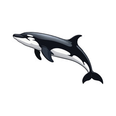  Orca Whale