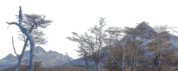 Andes forest and mountain landscape isolated panoramic photo