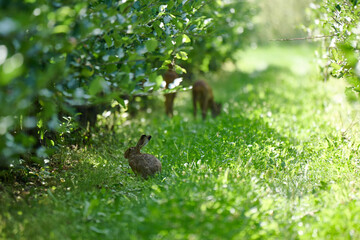 Hasen und Rehe in auf einer Wiese