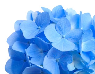 Close-up of light blue flowers