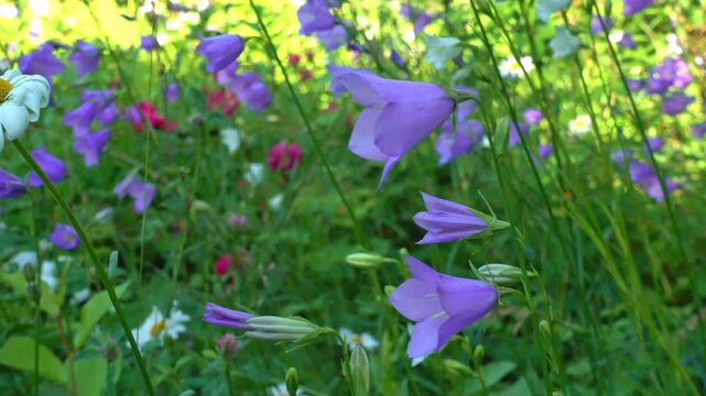 Graceful blue hand bell flowers in slow motion captures subtle movements, surrounded by soft forest green blur, embodying nature peaceful rhythm