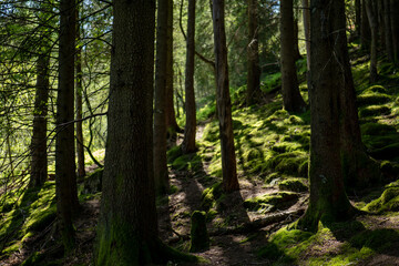Sunlight filters through tall trees in a serene forest setting, highlighting lush green moss on the ground during early morning hours