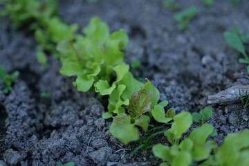 Fresh green lettuce growing in a garden patch showing healthy leaves and rich soil during daylight hours