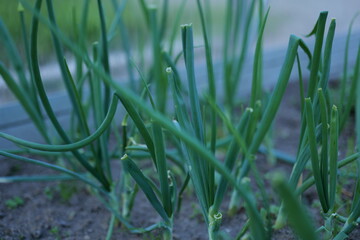 Green onions growing in a backyard garden during late afternoon sunlight in early spring