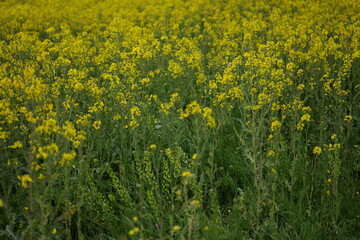 Golden yellow wildflowers bloom vibrantly across a vast meadow in springtime, creating a stunning natural landscape filled with life and color