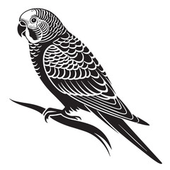 black budgie Silhouette Vector, High Quality Illustration on White Background