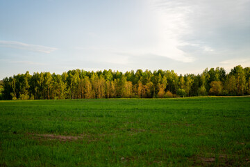 Fototapeta premium Lush green meadow with a vibrant forest in the background during late afternoon light