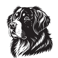 black bernesemountain Silhouette Vector, High Quality Illustration on White Background
