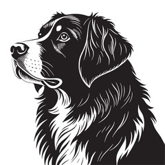 black bernesemountain Silhouette Vector, High Quality Illustration on White Background