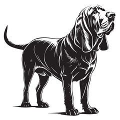black bloodhound Silhouette Vector, High Quality Illustration on White Background