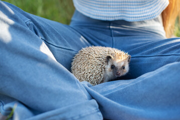 Cute hedgehog resting on person's lap in blue jeans outdoors