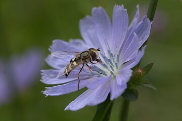 Flower fly on a chicory flower