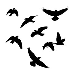 Obraz premium Ethereal silhouettes: A flock of birds soaring against a stark white canvas,Poetry in motion: Avian silhouettes dance in the sky, evoking freedom and tranquility