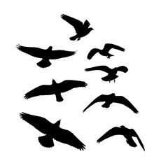 Fototapeta premium Silhouettes of Birds in Flight Against a White Background, A Group of Birds Soaring Through the Sky in Dark Monochrome Shapes
