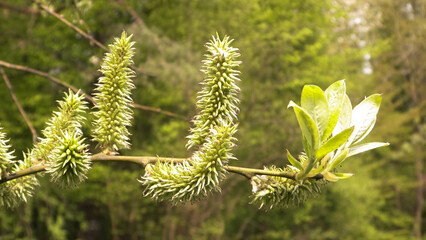 Spring, blooming buds on the tree.