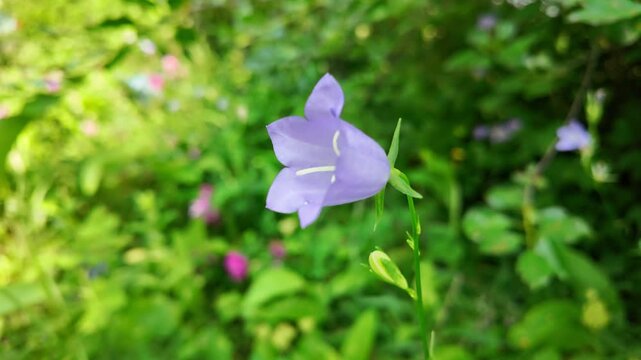 Graceful blue hand bell flower in slow motion captures subtle movements in closeup, surrounded by soft forest green blur, embodying nature peaceful rhythm