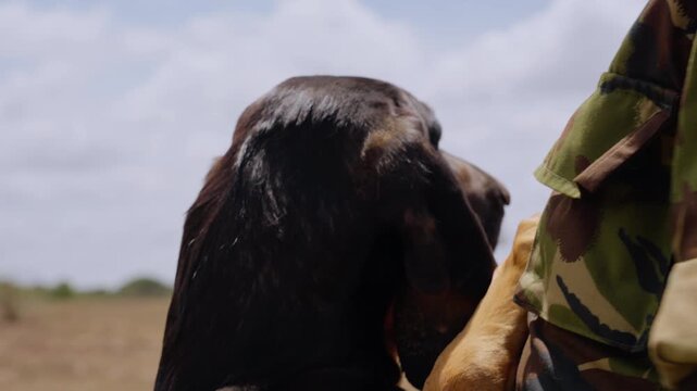 Close-up steadicam of a Bloodhound Dog (Canis lupus familiaris) head and paws on a game warden at noon in Kenya