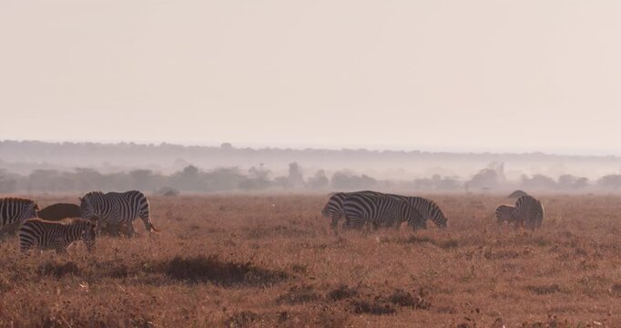 Wide of group of adult and baby Grevy's Zebra (Equus grevyi) grazing and walking during misty sunrise with golden light in Savanna in Kenya