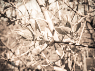 Green leaves growing on branch.