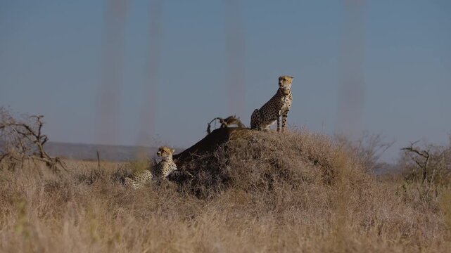 Very wide gimbal parallax of pair of Cheetah (Acinonyx jubatus) seated on termite mound on grassy savannah in sunny morning in Kenya