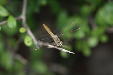 A Brachythemis leucosticta dragonfly rests gracefully on a slender twig, bathed in soft natural light. The intricate details of its delicate wings,