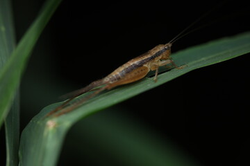 the sword-bearing grasshopper Recognized by its elongated antennae and leaf-like body shape, this insect is perched on a green leaf,