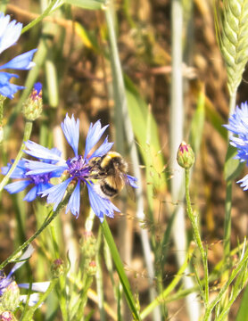 Close up of bumblebee on iris flower.