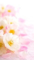 White and pink blossoms closeup