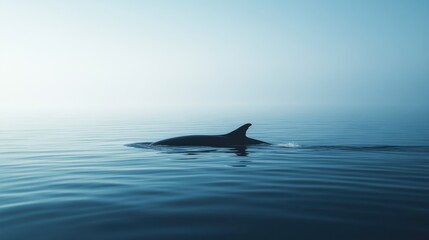 Naklejka premium Minimalist Picture of a whale on the Mediterranean Sea, summer light 