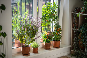Blooming Thai basil bush with purple flowers, yellow tomato cherry, red hot chili pepper, thyme plant in clay pots on windowsill at home. Cultivation homegrown aroma spicy herbs and vegetable. 