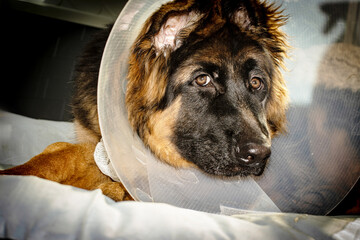 Post-Op Shepherd Puppy with Bandage and Cone