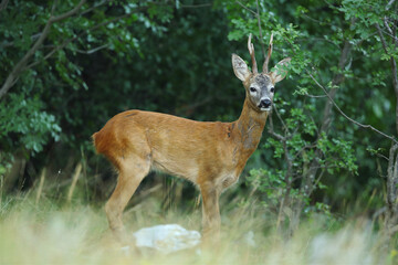 Roe deer in the Italian Karst