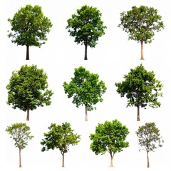 Collection of various trees against white background (2)