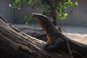 galapagos land iguana