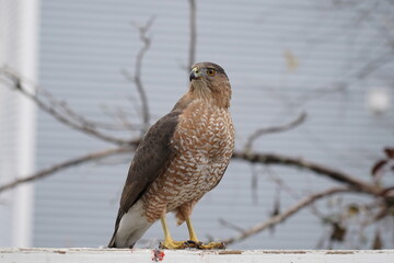 red tailed hawk
