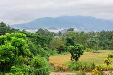 Fototapeta premium A close-up view of the natural atmosphere surrounded by mountains, grasslands and mist from the cold, humid air. The joy of traveling and experiencing nature.