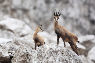 Chamois in its Alpine environment