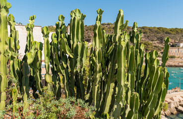 A cluster of African cacti growing in a rocky area near the Mediterranean Sea on the island of Levanzo, Sicily.