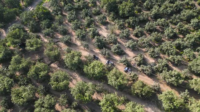 Drone video of an ATV race through mandarin orchards in coastal Huaral, Lima, Peru.