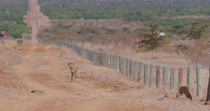 Extreme wide follow of a collared cheetah (Acinonyx jubatus) walking and passing under a fence in savanna kenya