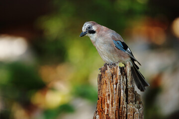 Jay in the forest