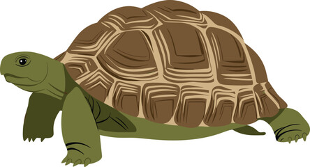 Cartoon illustration of a tortoise with detailed brown shell, green body, slow moving reptile, isolated on white background, wildlife drawing