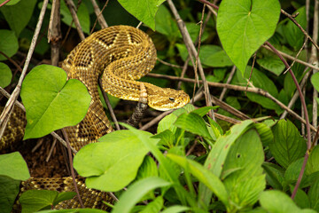 Brazilian rattle snake ready to attack