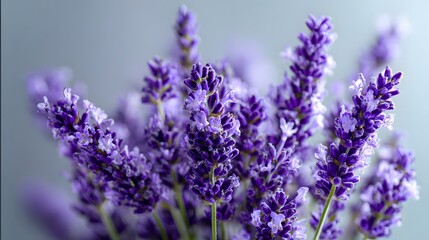 Naklejka premium Close-up view of vibrant purple lavender blossoms.