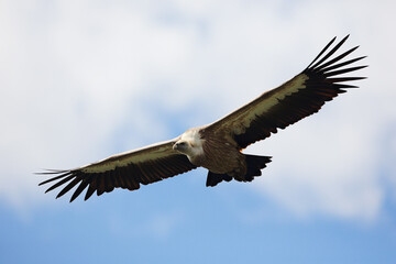 Fototapeta premium Griffon Vulture in flight in the Carnic Alps