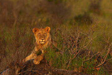 Portrait of a subadult lion on the rock at Masai Mara, Kenya