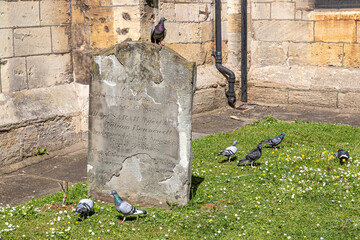 Pigeons in the churchyard of Cheltenham Minster St Marys parish church, Clarence Street, Cheltenham Spa, Gloucestershire, England UK