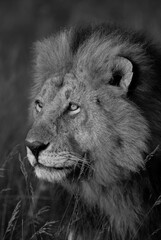 Closeup of a male lion at Masai Mara, Kenya
