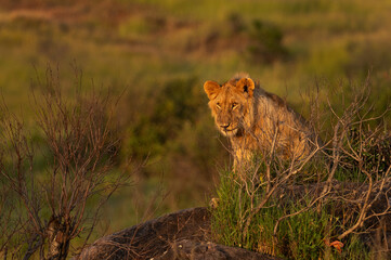 Portrait of a male lion on the rock, Masai Mara, Kenya