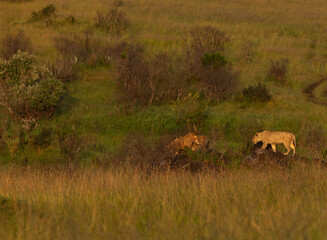 Lions of black rock pride in rocky habitats, Masai Mara, Kenya